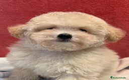 Caniche Toy perros en venta: Monísima Caniche Toy - Imagen 3