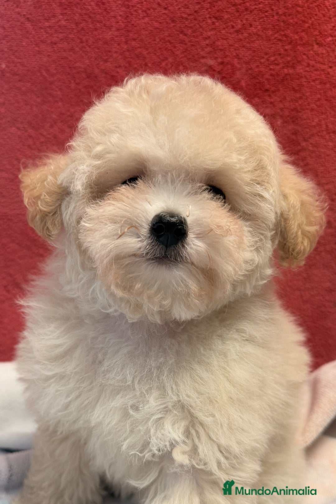 Caniche Toy perros en venta: Monísima Caniche Toy - Imagen 3