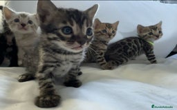 Bengalí gatos en venta: Camada de gatos bengalíes  - Imagen 4