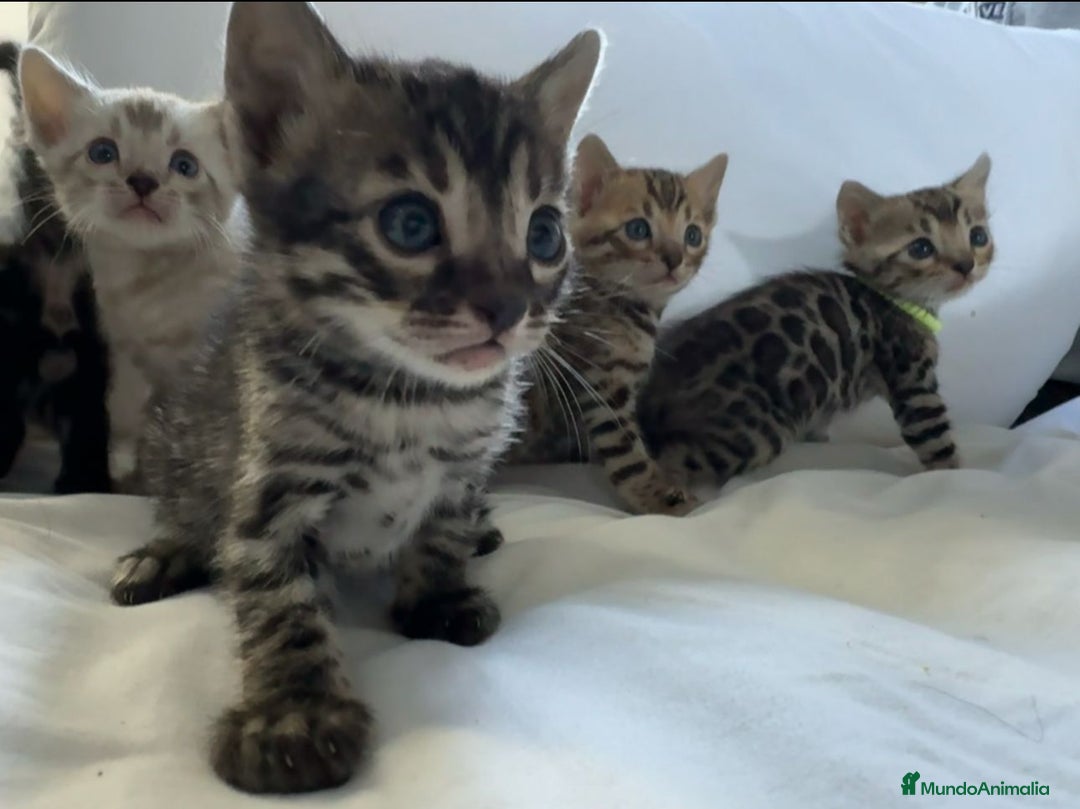 Bengalí gatos en venta: Camada de gatos bengalíes  - Imagen 4