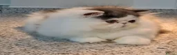 Persa gatos en venta: Precioso Gatito persa - Anuncio 6