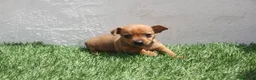 Raza Mixta perros en venta: Minijack - Anuncio 25