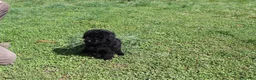 Caniche Enano perros en venta: Caniche negro macho - Anuncio 6
