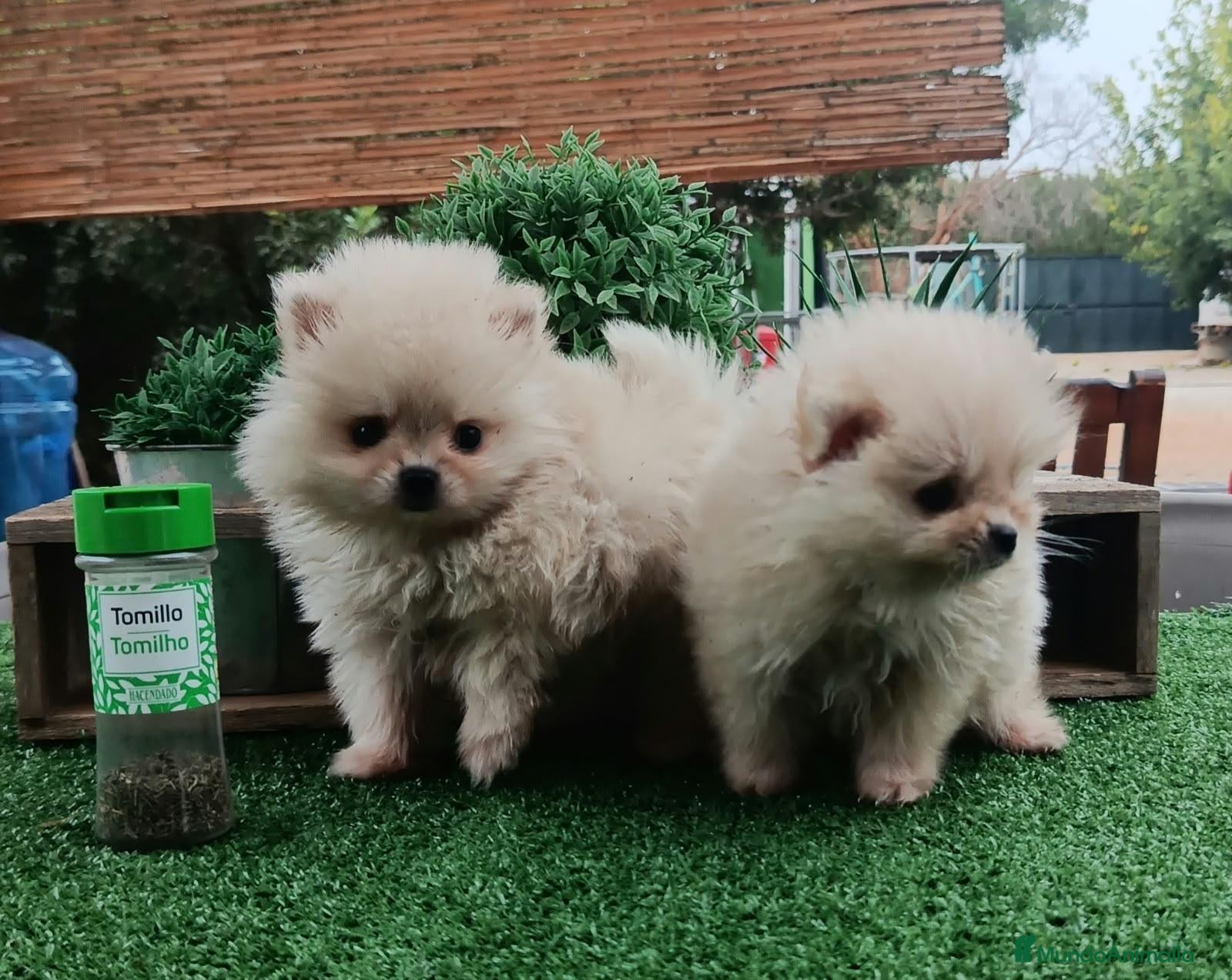 Pomerania perros Lulú de Pomerania  - Anuncio 1