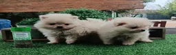 Pomerania perros en venta: Lulú de Pomerania  - Anuncio 1