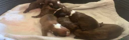 Boxer perros en venta: Camada de boxer  - Anuncio 2