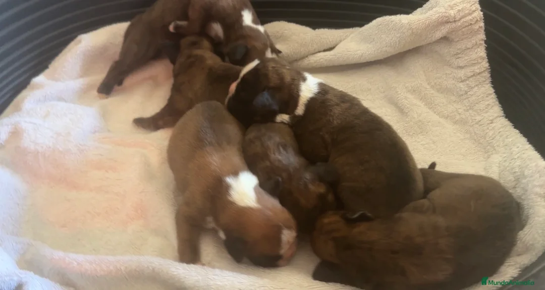Boxer perros en venta: Camada de boxer  - Anuncio 2