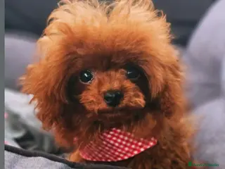 Caniche Toy perros CANICHE ASIÁTICO TEA CUP - Anuncio 19