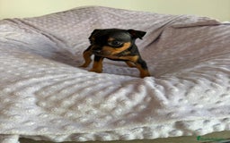 Pinscher Miniatura perros en venta: Pinscher miniatura  - Imagen 7