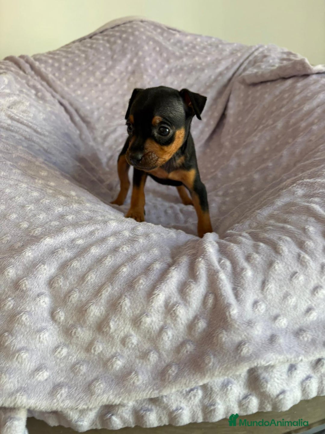 Pinscher Miniatura perros en venta: Pinscher miniatura  - Imagen 7