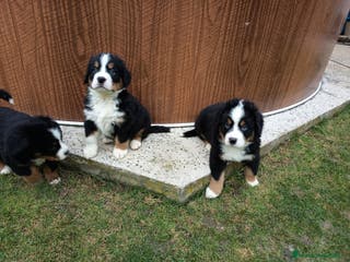 Boyero de Berna perros Boyeros de berna - Anuncio 3