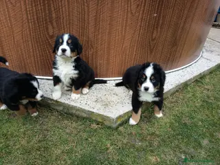 Boyero de Berna perros Boyeros de berna - Anuncio 5