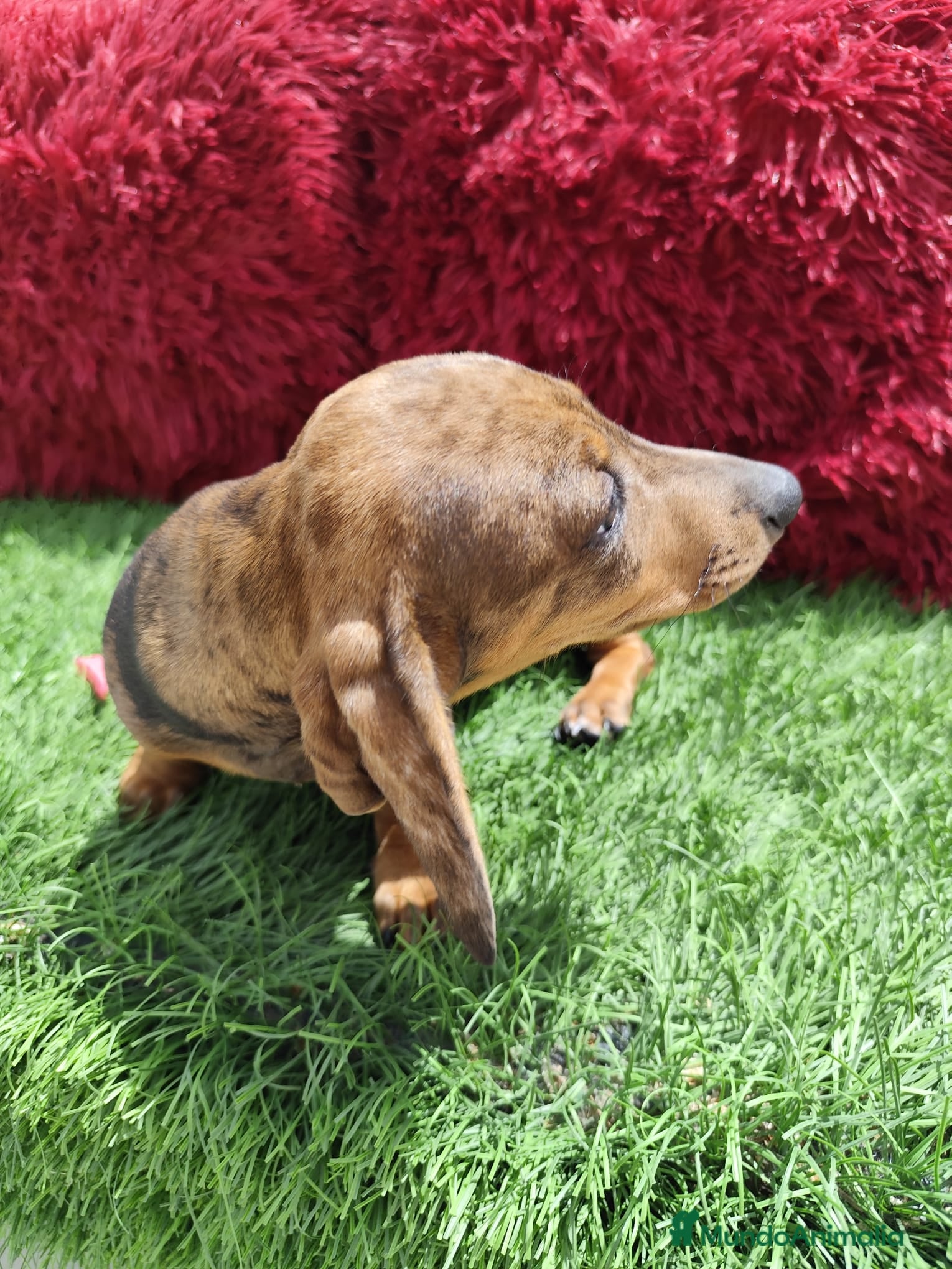 Teckel Miniatura perros en venta: Teckel Miniatura merle en Alicante - Anuncio 4
