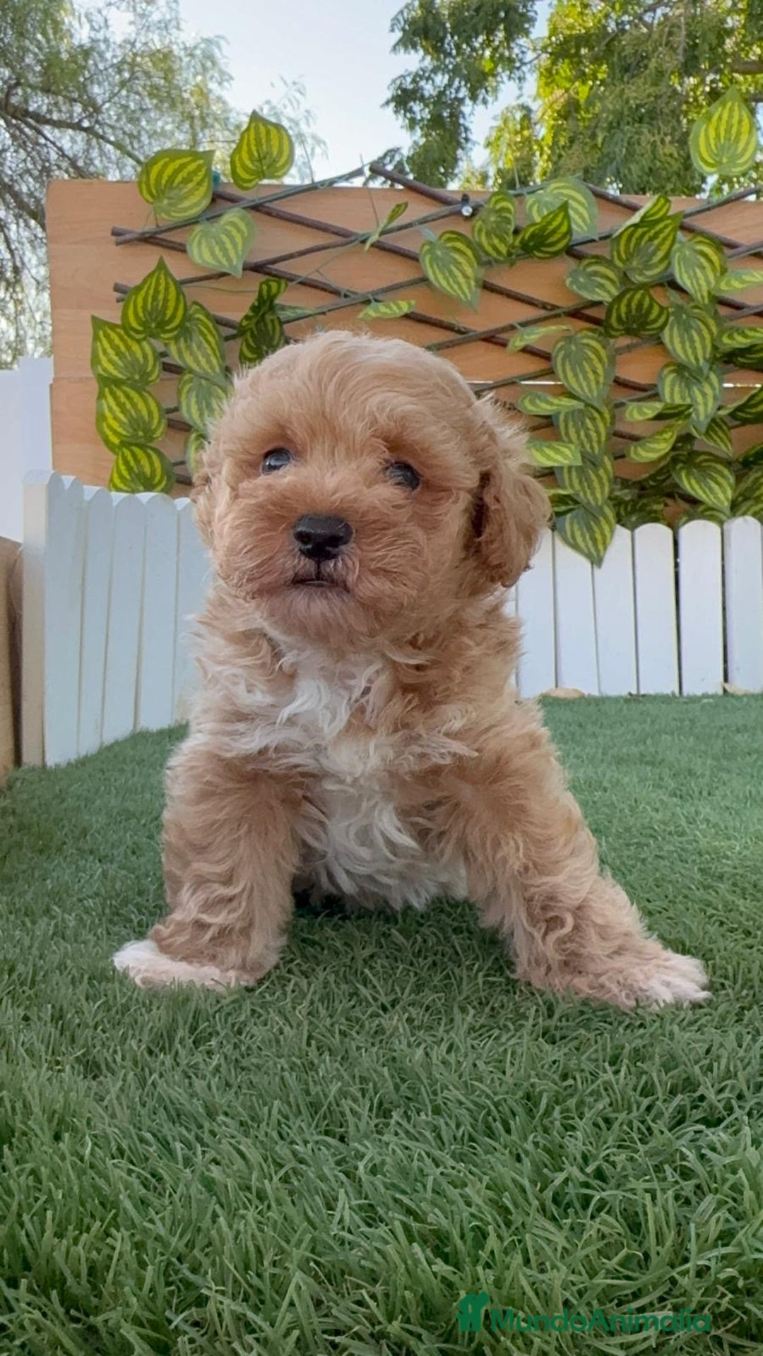 Caniche Toy perros en venta: CANICHE TOY MACHO - Imagen 16