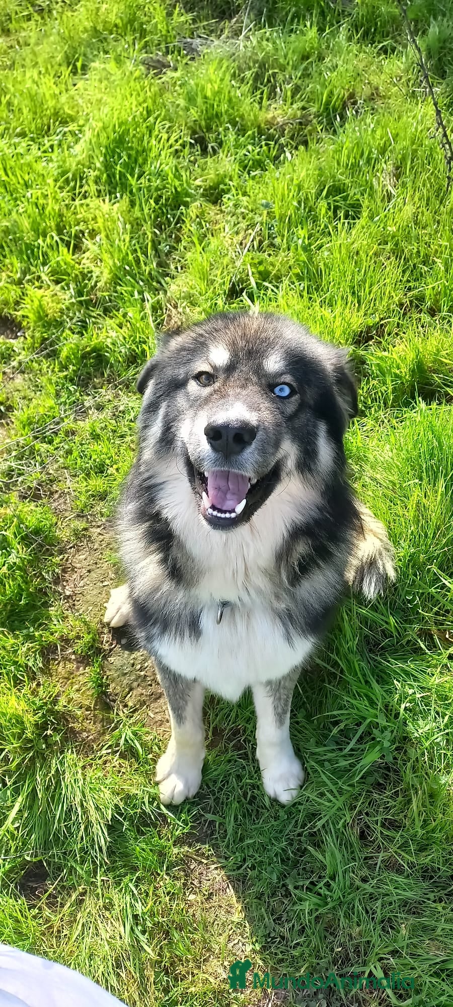 Raza Mixta perros Pastor del caucaso con husky siberiano  - Anuncio 2