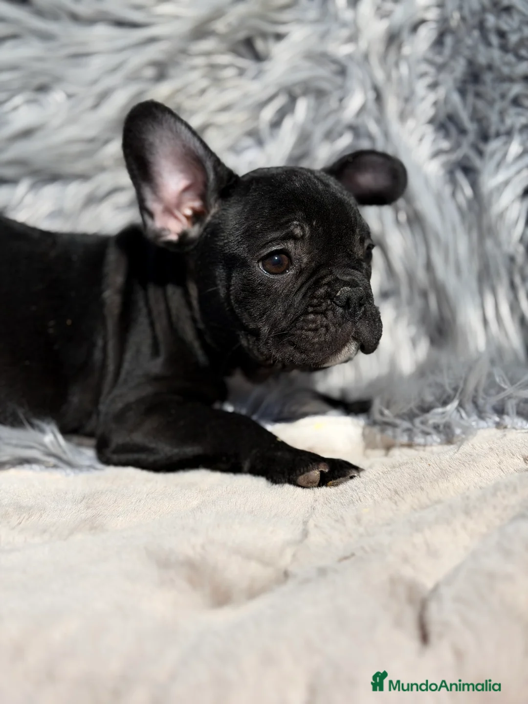 Bulldog Francés perros en venta: Bulldog francés negro  - Anuncio 1