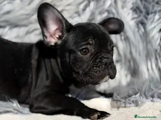 Bulldog Francés perros Bulldog francés negro - Anuncio 1