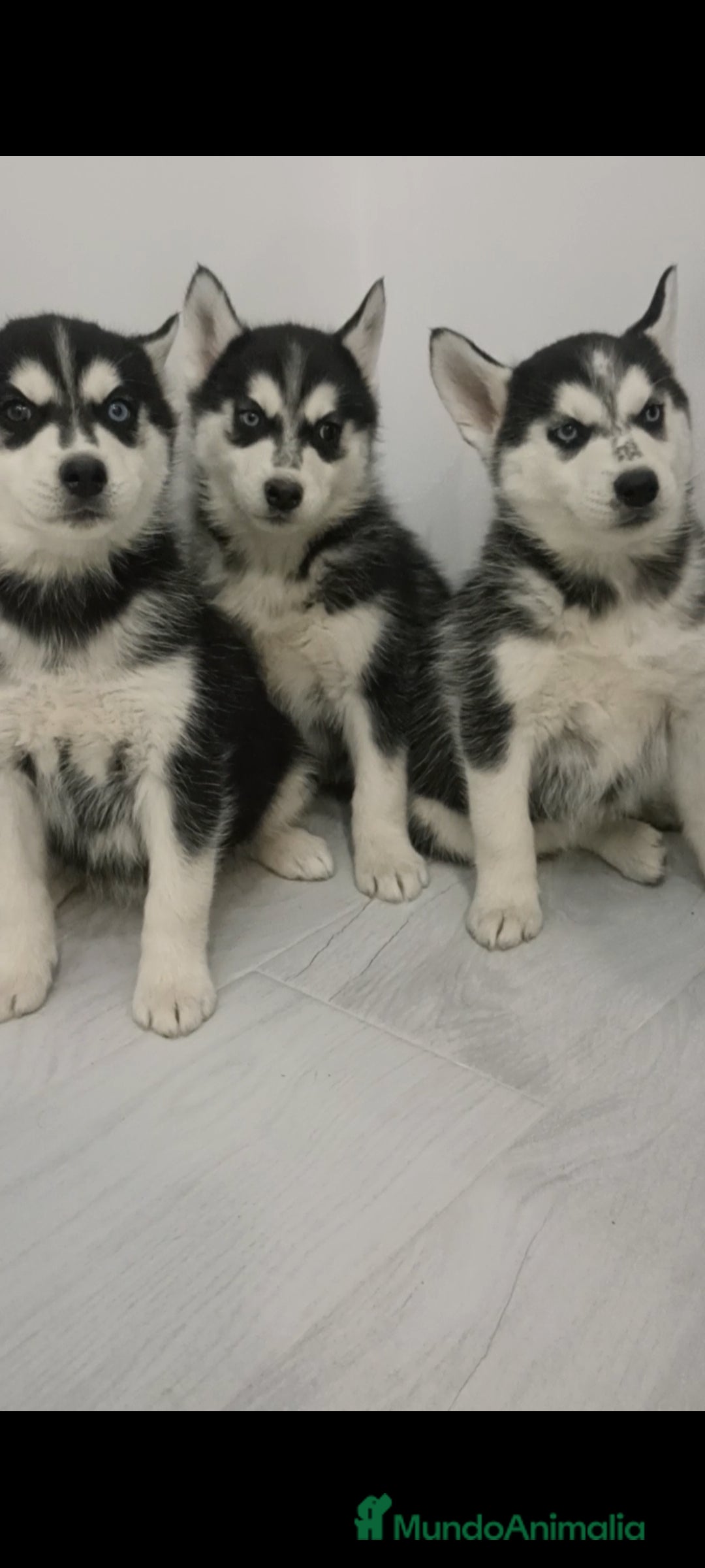 Husky Siberiano perros en venta: Husky siberianos  - Anuncio 6