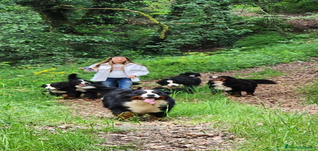 Imagen de galería {{count}}