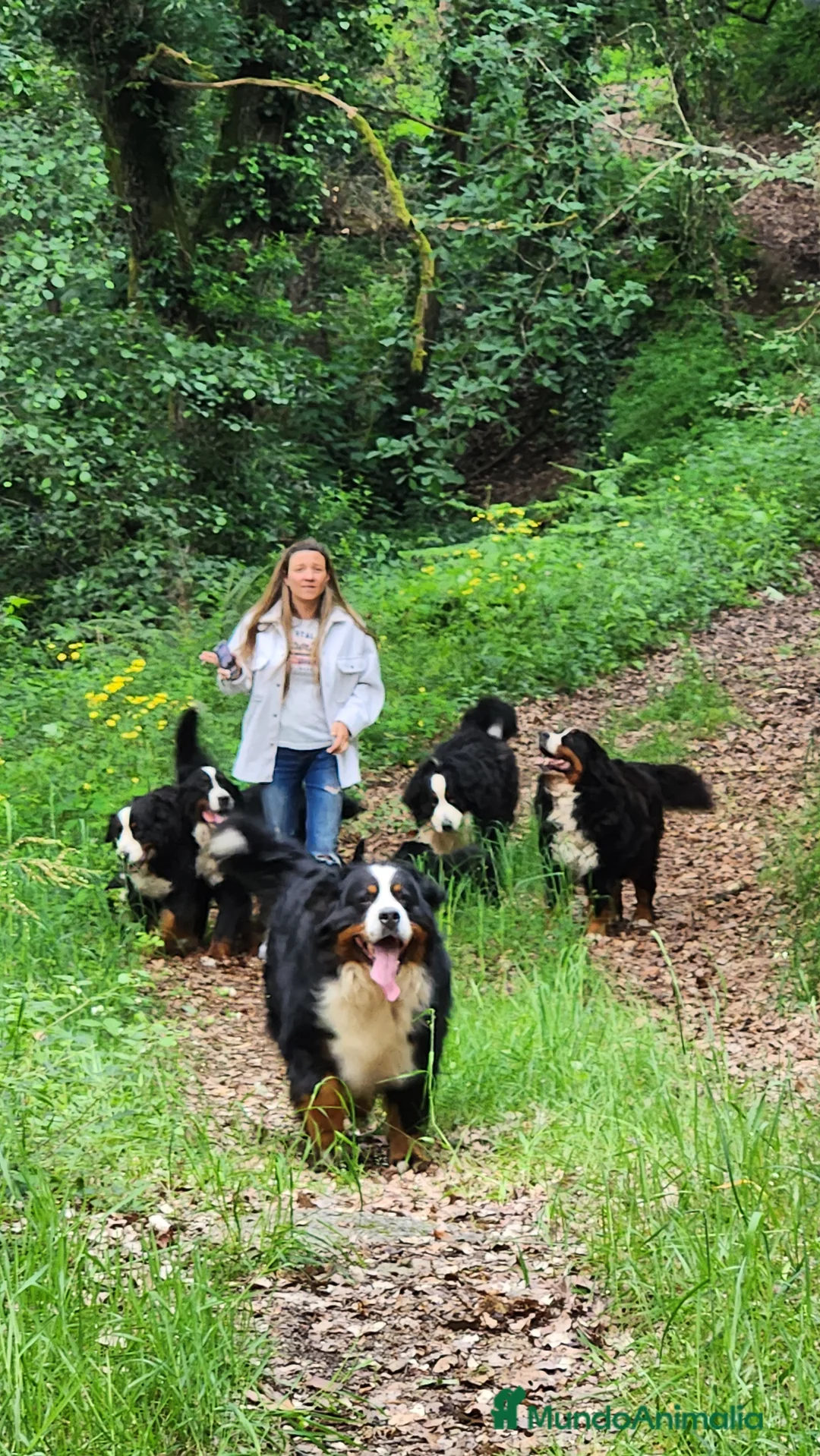 Imagen de galería {{count}}