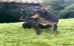 Chihuahua perros en venta: Chihuahua macho - Imagen 2