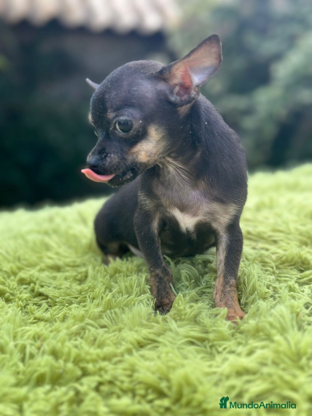 Chihuahua perros en venta: Chihuahua macho - Imagen 2