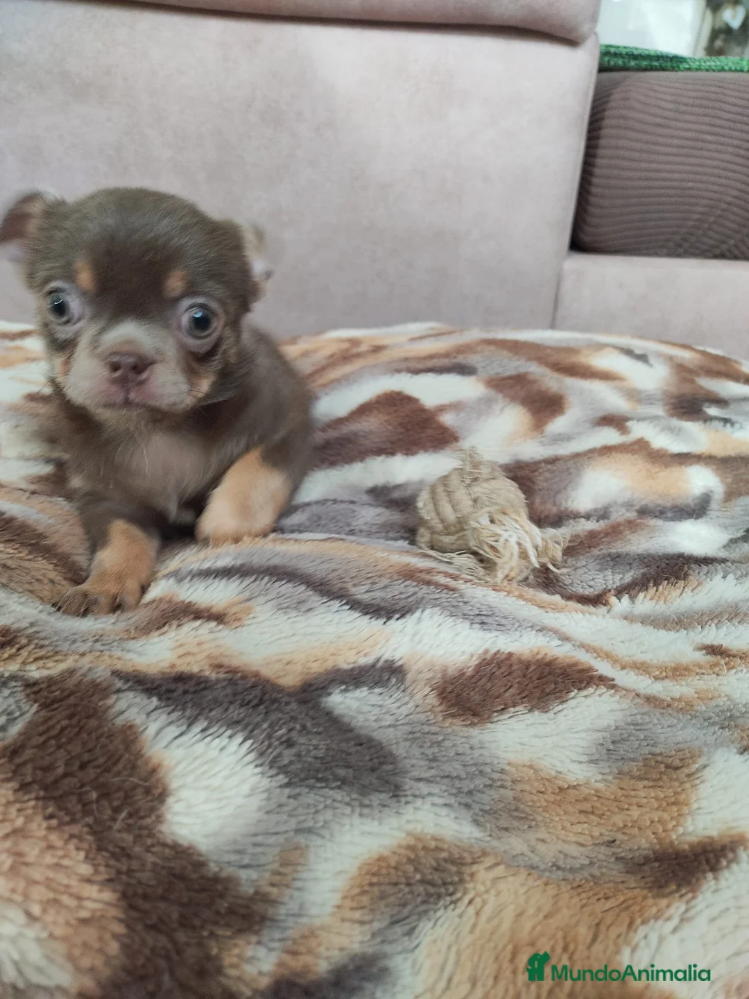 Chihuahua perros en venta: Chihuahua línea rusa - Anuncio 4