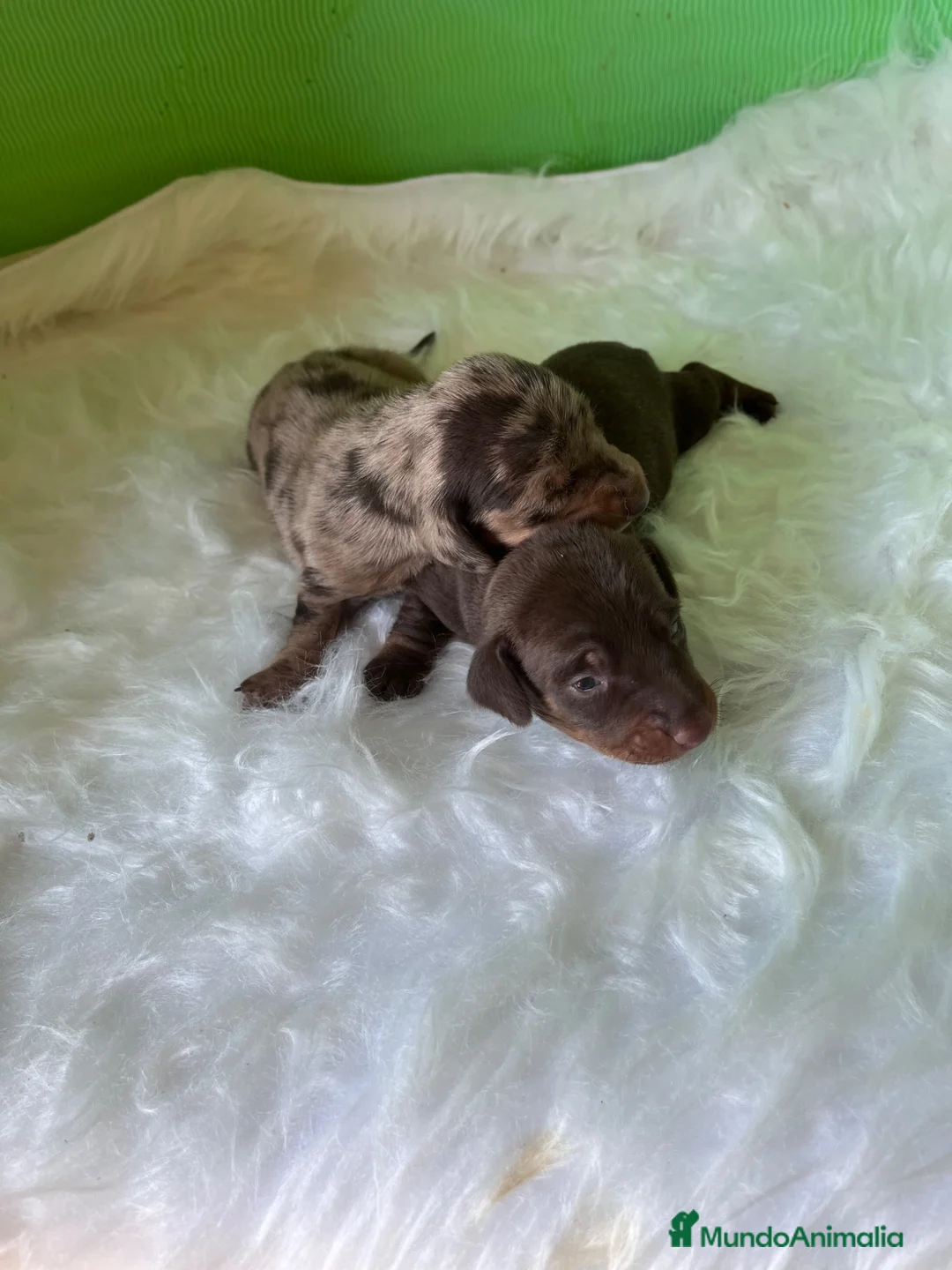 Teckel Miniatura perros en venta: Cachorros de teckel - Anuncio 1