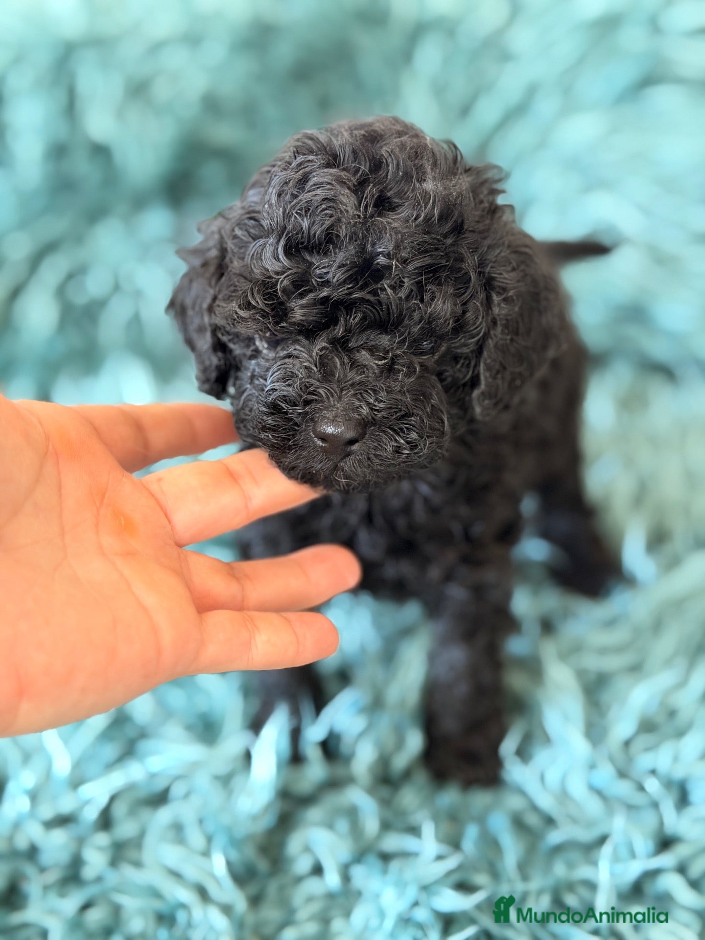 Caniche Toy perros CANICHE MINITOY NEGRO AZABACHE  - Anuncio 1