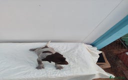 Braco Alemán de Pelo Corto perros en venta: Braco Alemán  - Imagen 4