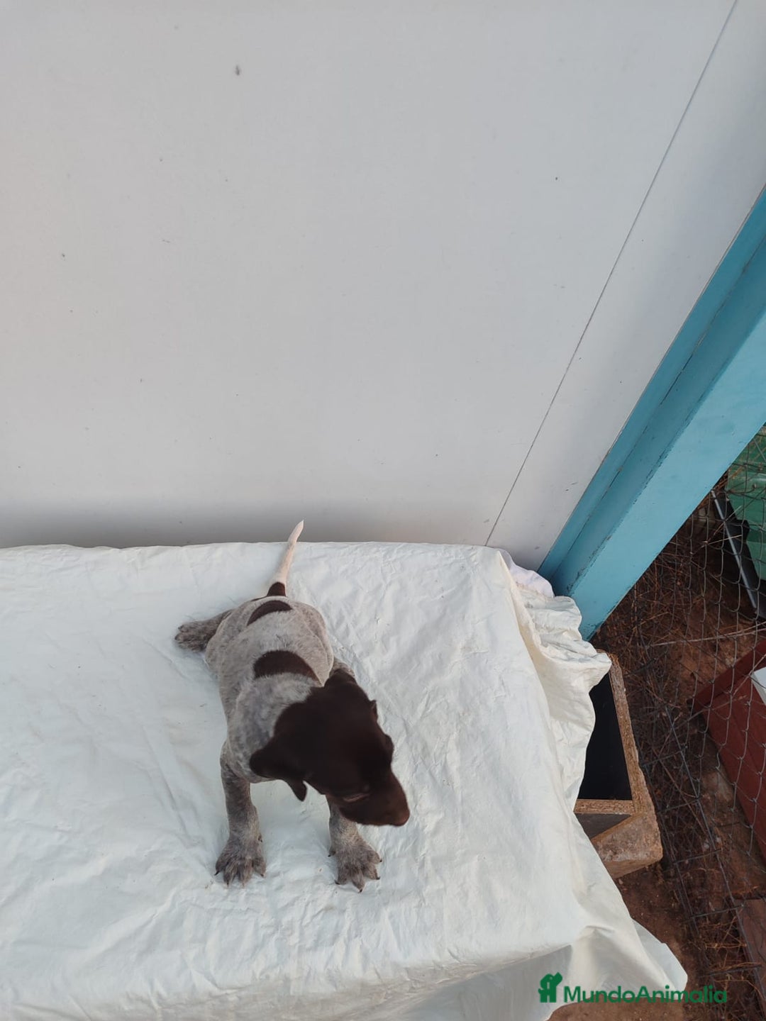 Braco Alemán de Pelo Corto perros en venta: Braco Alemán  - Imagen 4