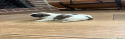 Shih Tzu perros en venta: Shih tzu mini - Anuncio 5