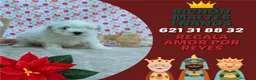 Bichón Maltés perros en venta: PRECIOSOS BICHON MALTES  LINEA TOY - Anuncio 13