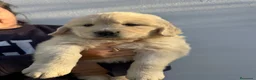Golden Retriever perros en venta: golden retriever  - Anuncio 8