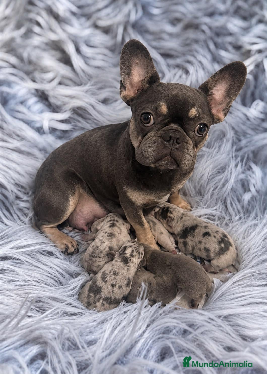 Bulldog Francés perros BULLDOG FRANCÉS - ✅ CAMADA RESERVAR - Anuncio 1