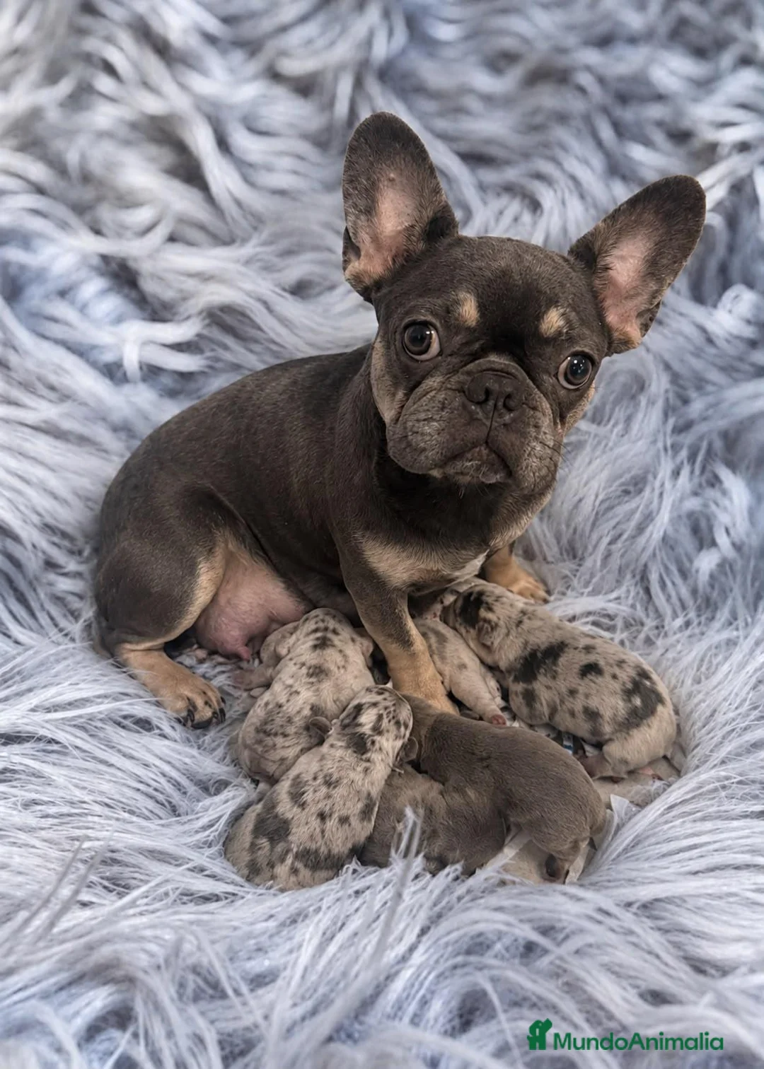 Bulldog Francés perros en venta: BULLDOG FRANCÉS - ✅ CAMADA RESERVAR - Anuncio 1