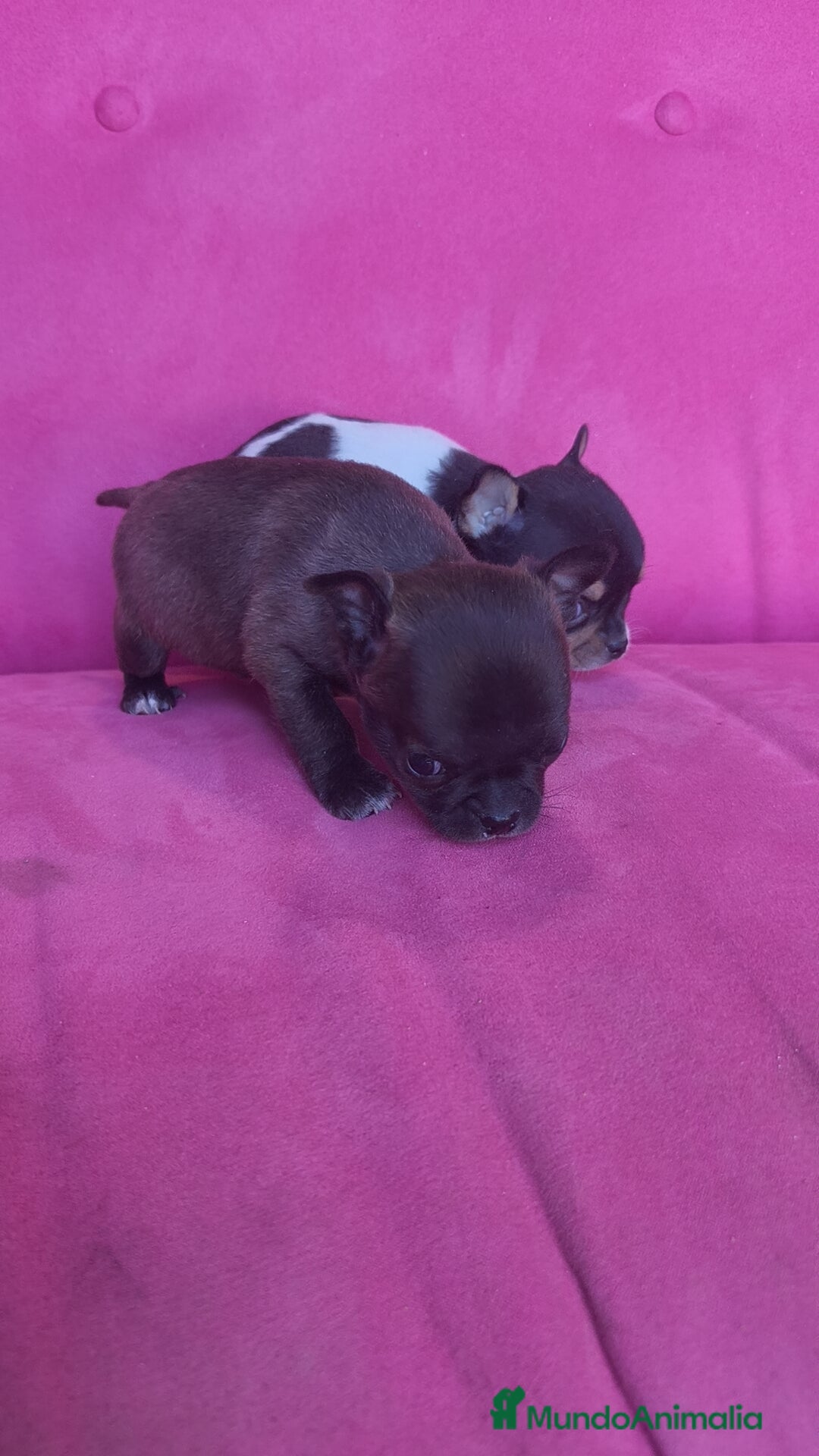 Chihuahua perros en venta: Chihuahua Toy macho y hembra  - Anuncio 7