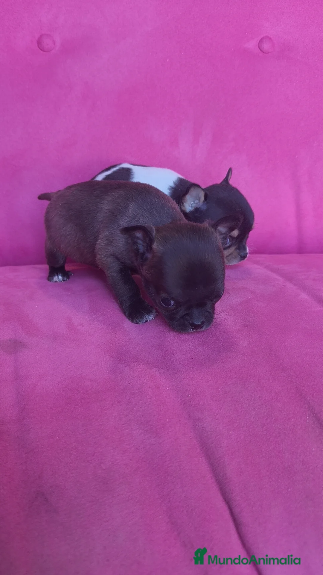Chihuahua perros en venta: Chihuahua Toy macho y hembra  - Anuncio 7