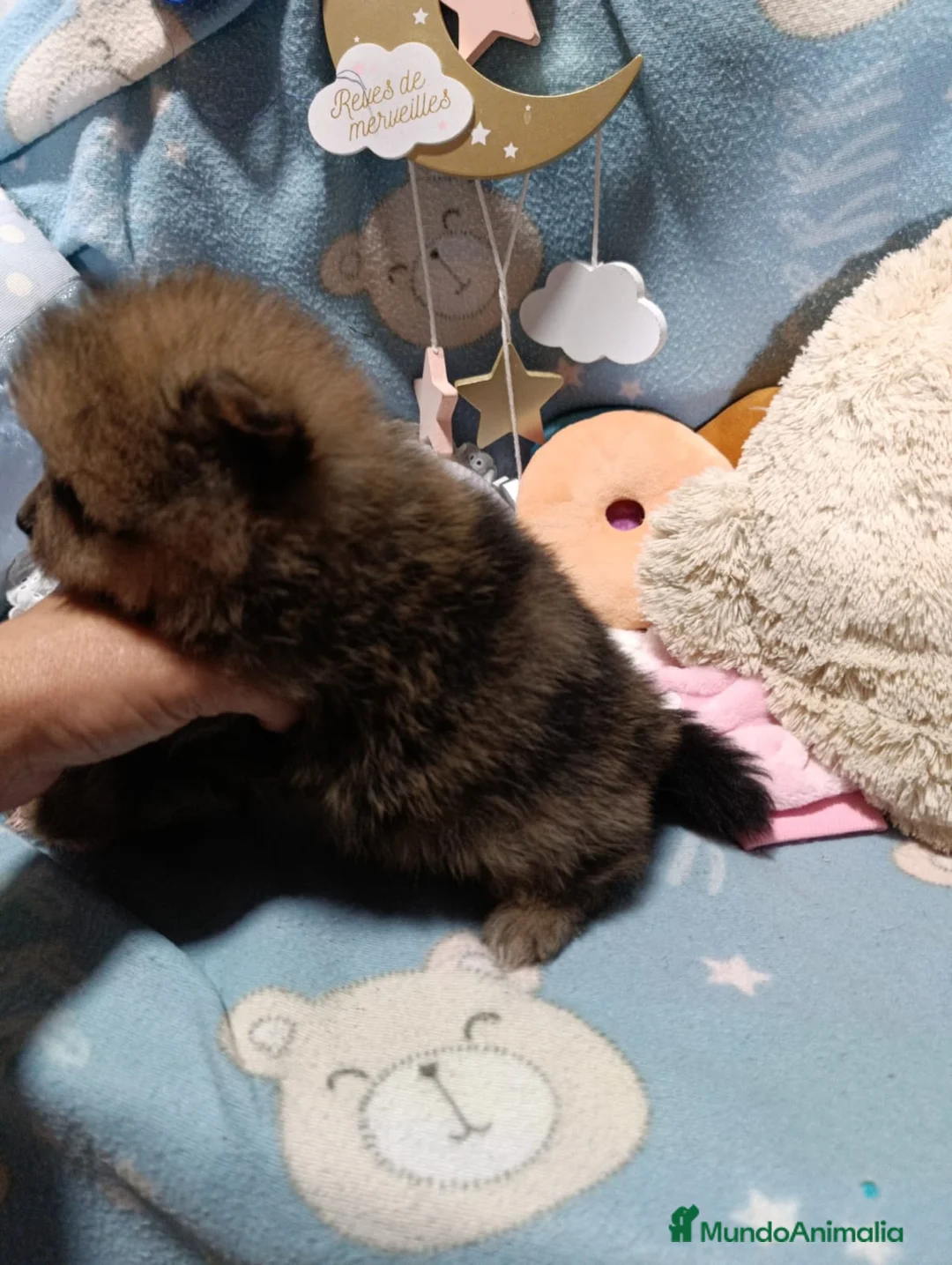 Pomerania perros en venta: Pomerania machos  - Anuncio 2