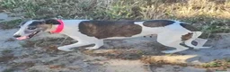 Whippet perros en venta: WHIPPET ADULTA - Anuncio 2