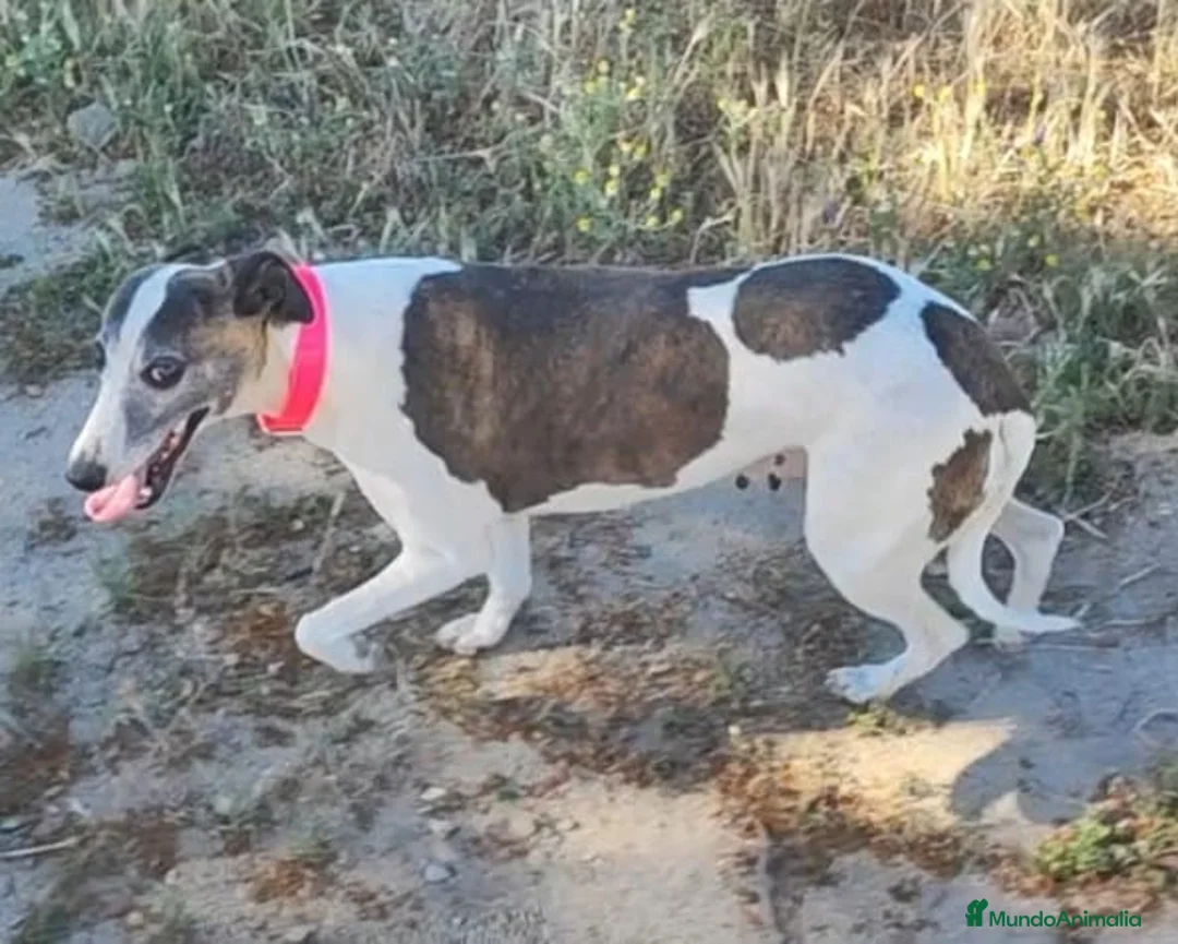 Whippet perros en venta: WHIPPET ADULTA - Anuncio 2