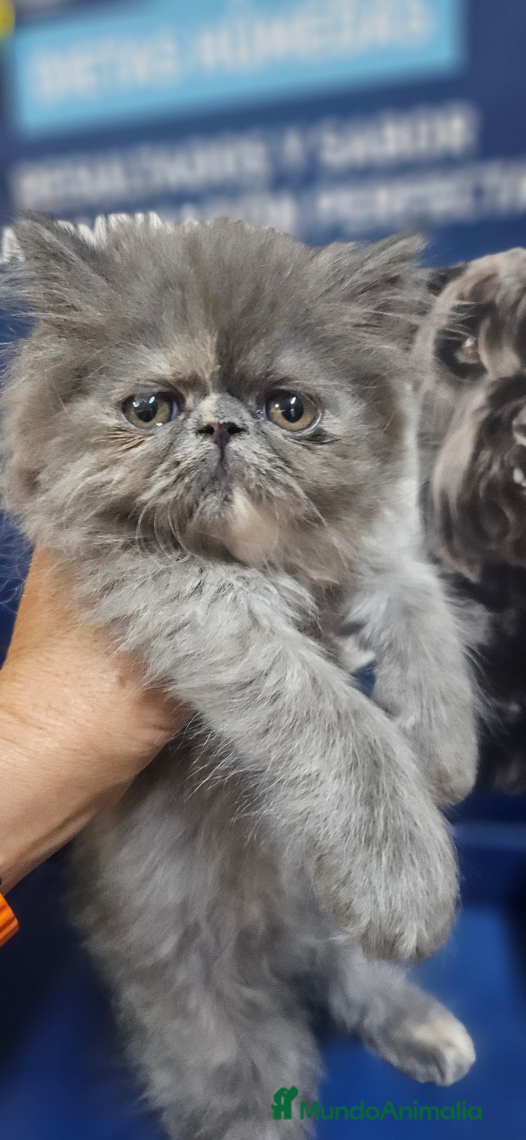 Persa gatos en venta: Persas en Jerez  - Imagen 3