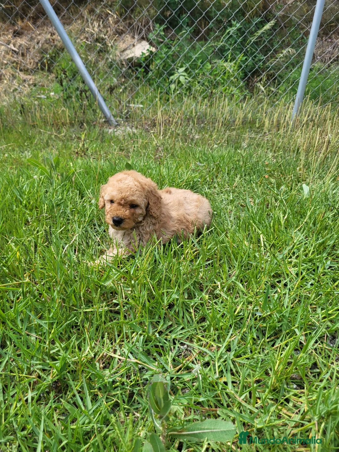 Caniche Enano perros en venta: Caniches cachorritos preciosos en Barcelona - Anuncio 6