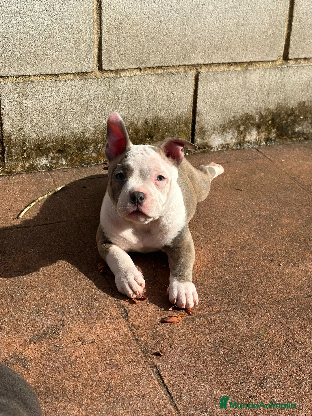 American Bully perros en venta: Cachorros American Bully - Anuncio 8