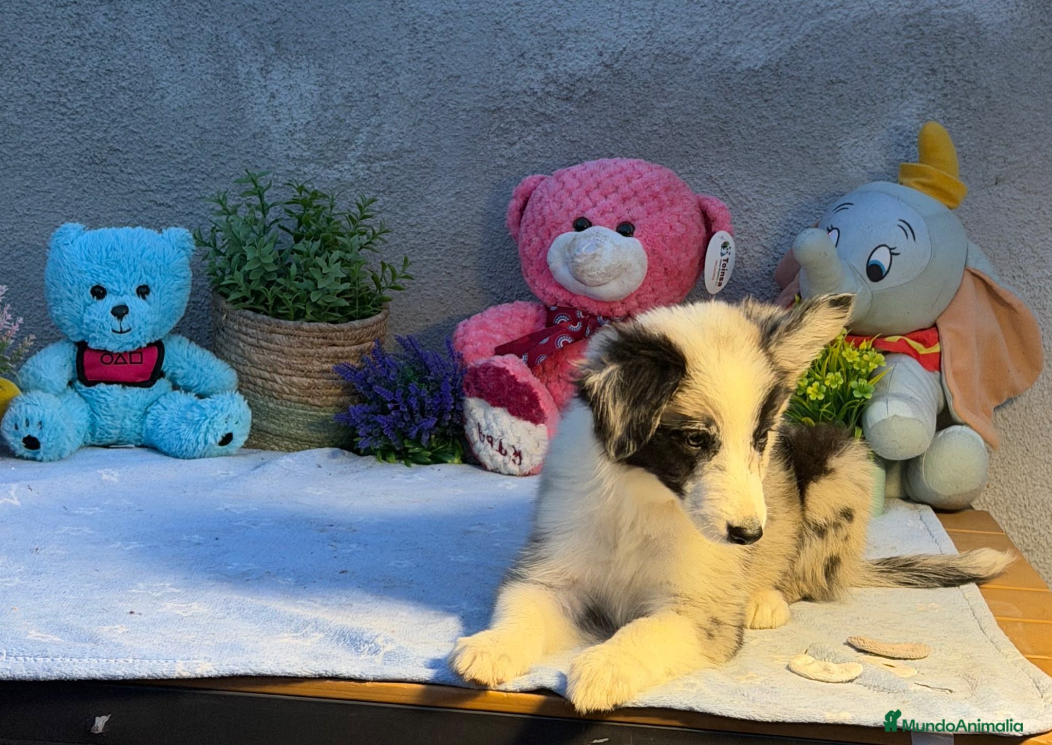 Border Collie perros Border collie merle machos - Anuncio 5