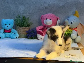 Border Collie perros Border collie merle machos - Anuncio 5