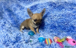 Chihuahua perros en venta: chihuahua macho - Imagen 3