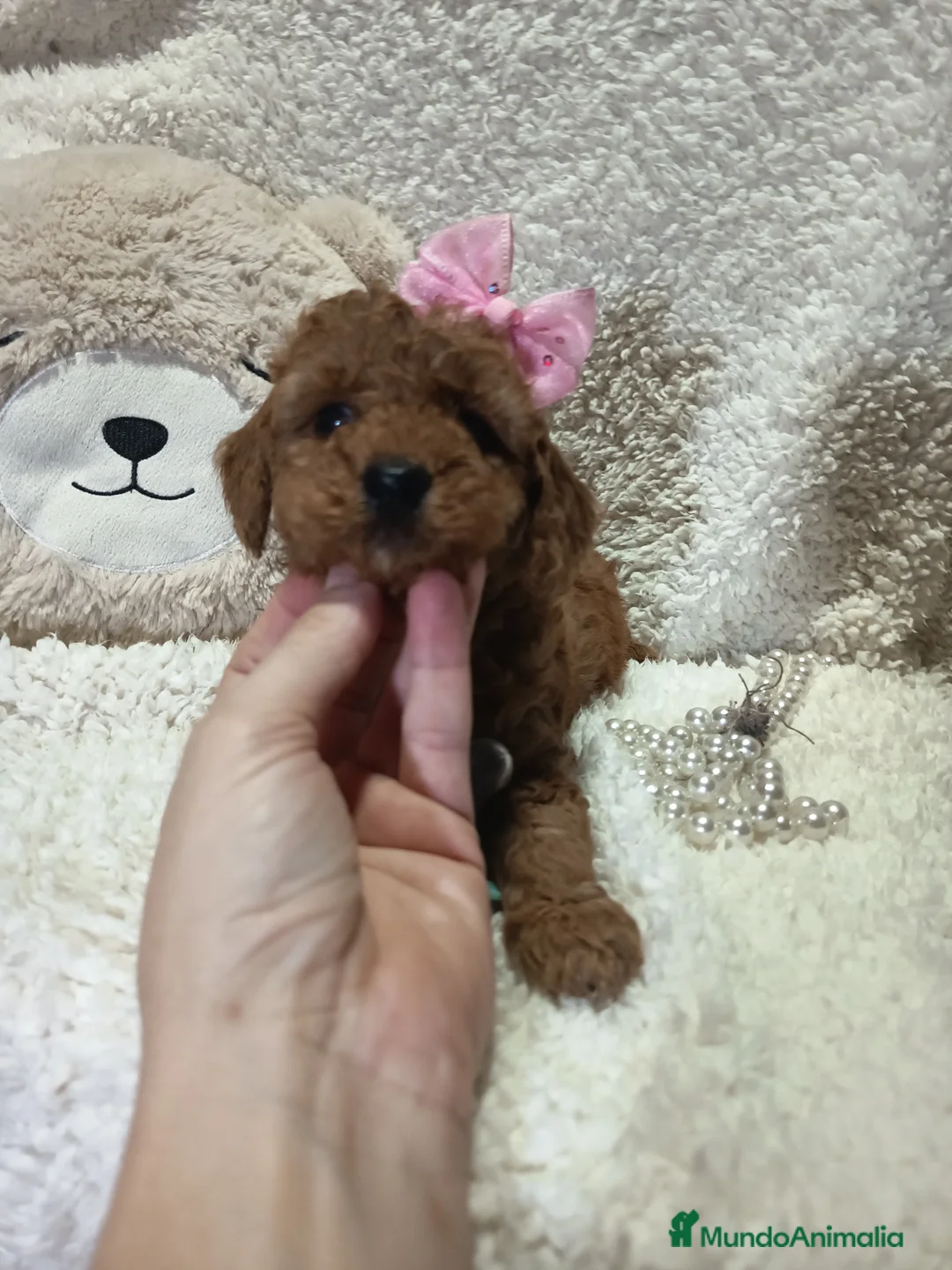 Caniche Toy perros en venta: Machos caniche toy y  enano rojos pimienton - Anuncio 5