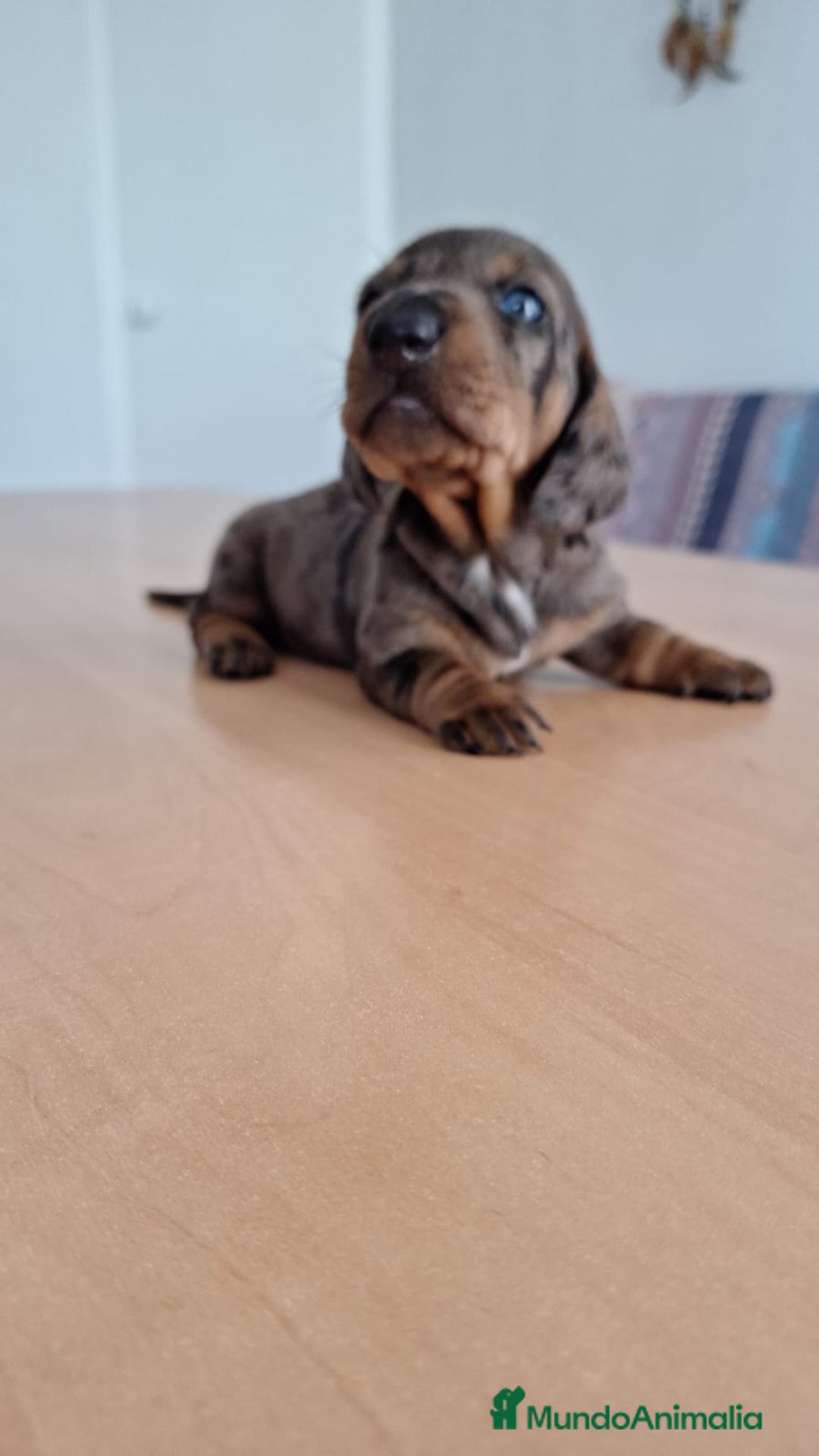Teckel perros en venta: Teckel kaninchen  - Imagen 4