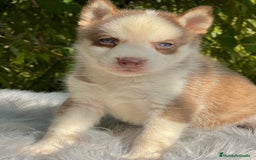 Husky Siberiano perros en venta: Husky siberiano  - Imagen 11